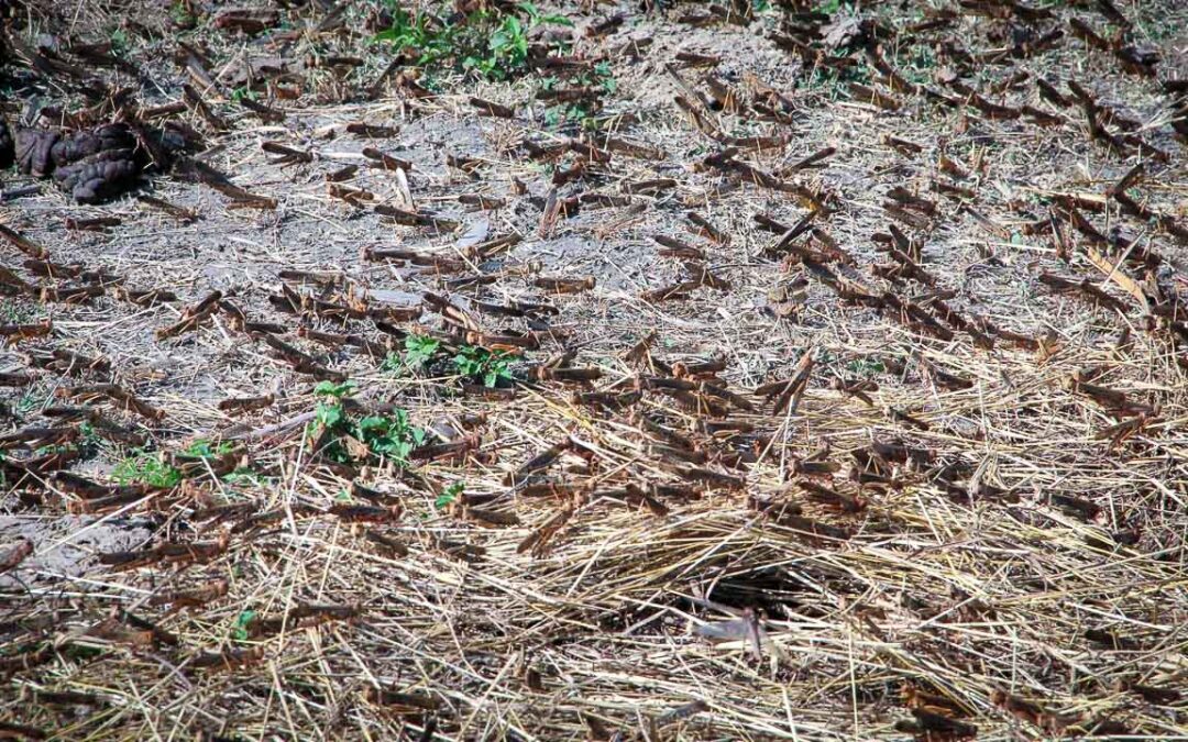 Grasshoppers destroy everything in their path and starve the villages.