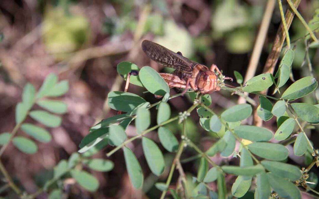 Grasshoppers destroy everything in their path and starve the villages.