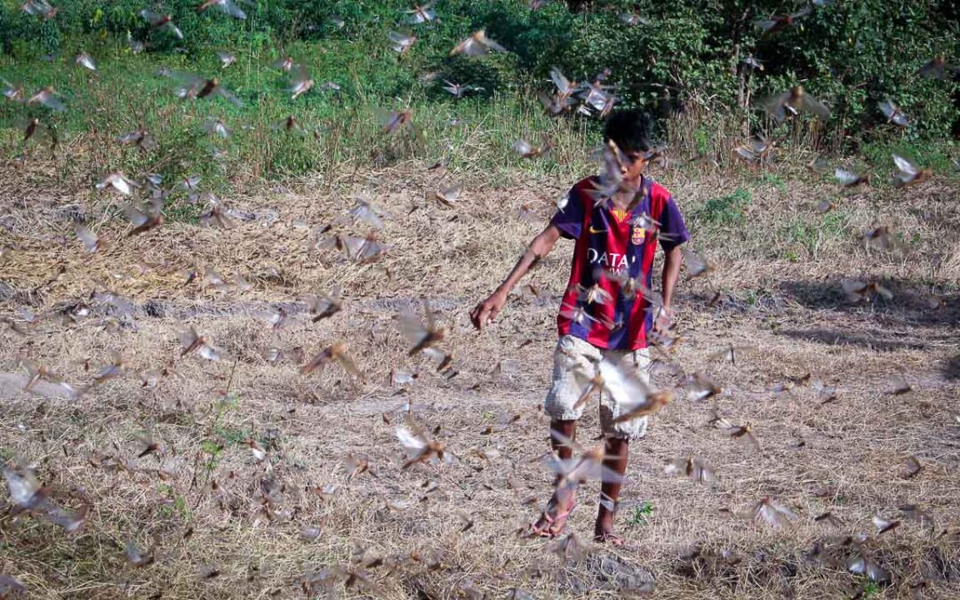 Grasshoppers destroy everything in their path and starve the villages.