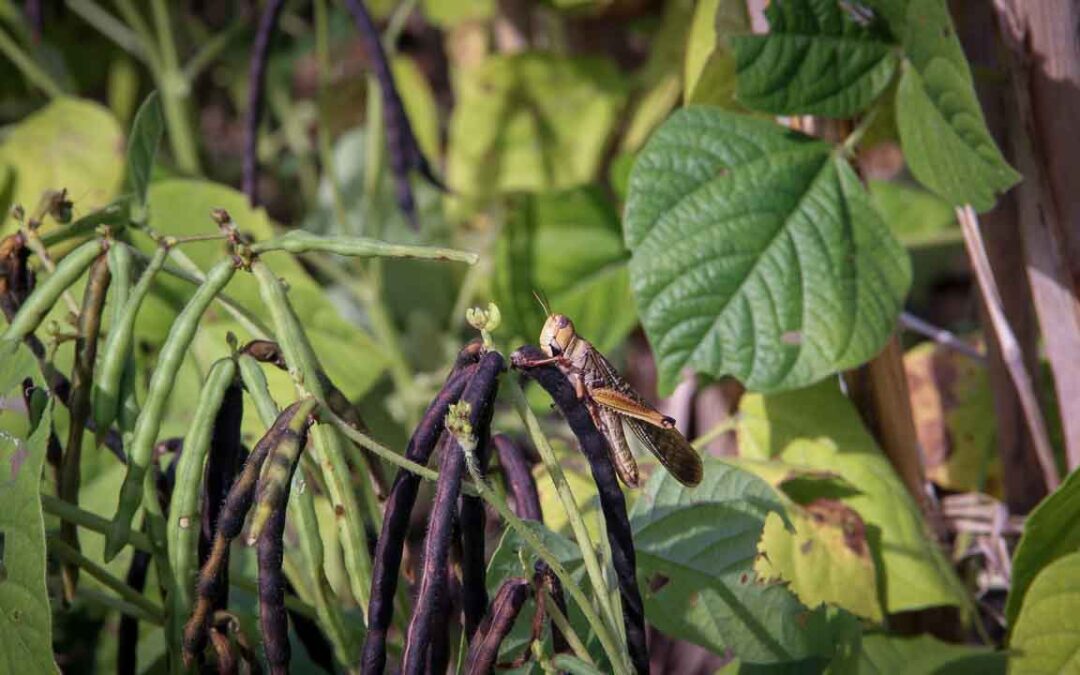 Grasshoppers destroy everything in their path and starve the villages.