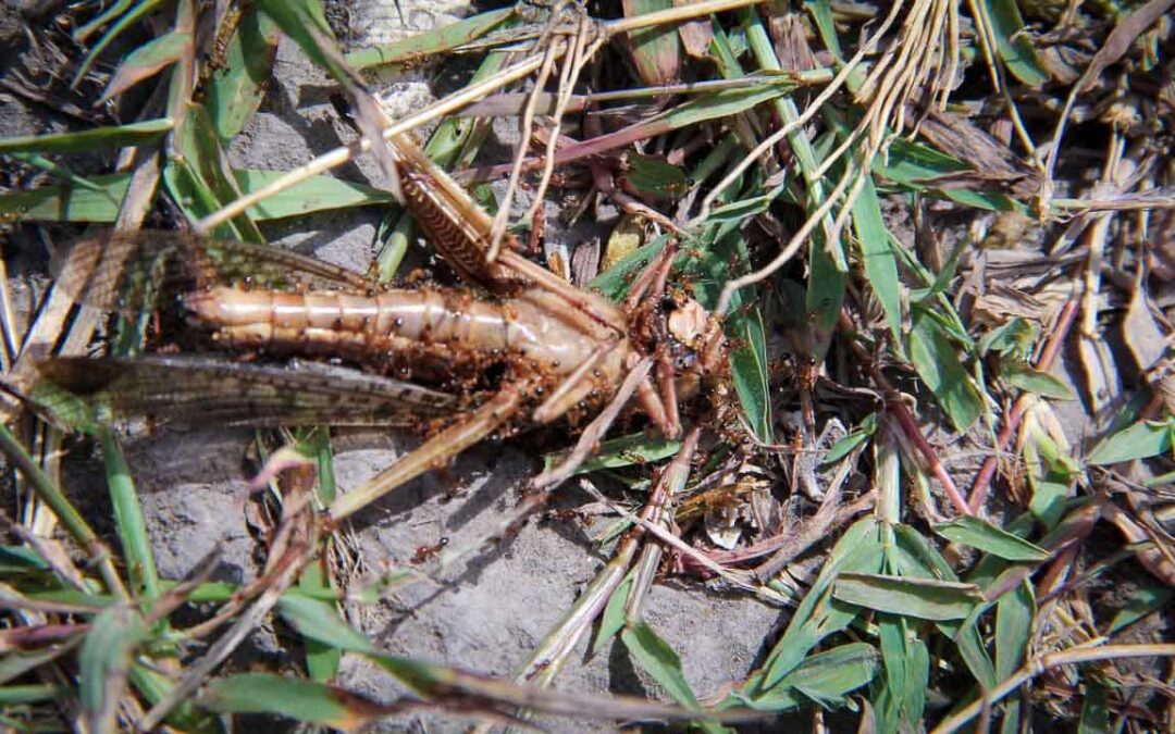 Grasshoppers destroy everything in their path and starve the villages.