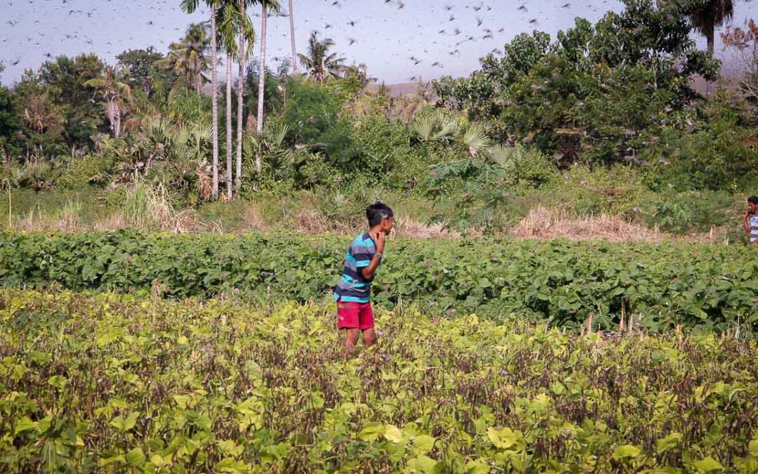 Grasshoppers destroy everything in their path and starve the villages.