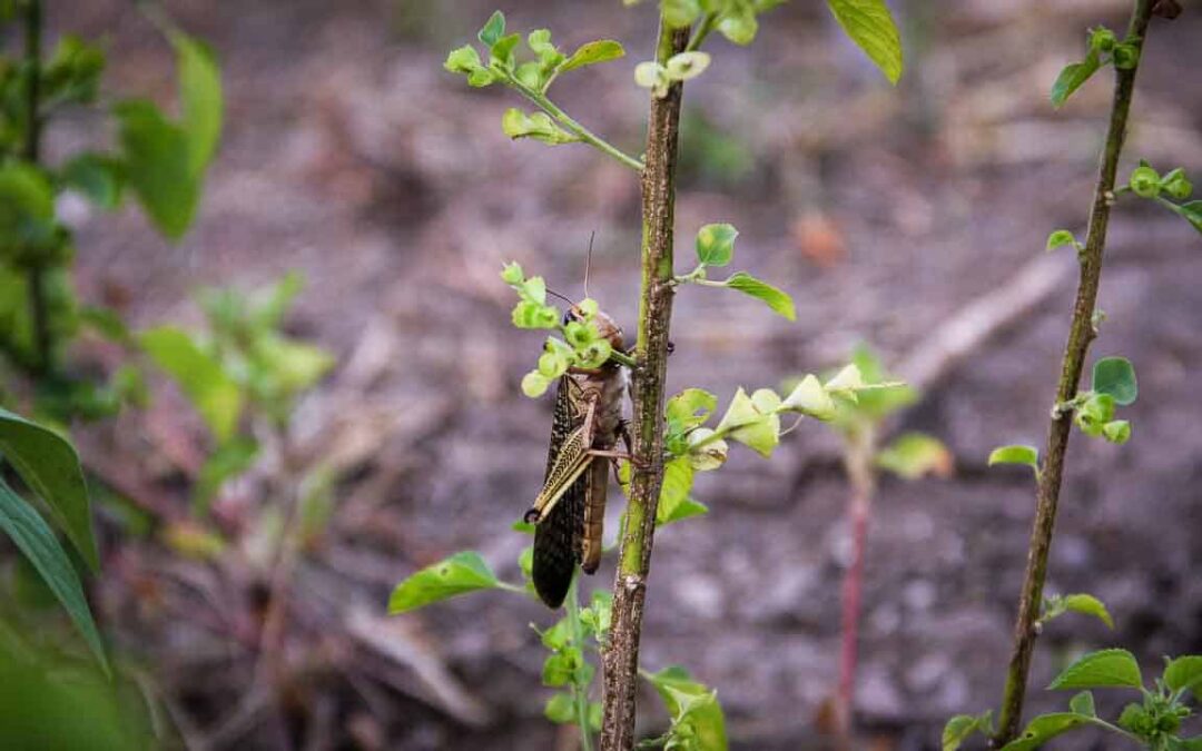 Grasshoppers destroy everything in their path and starve the villages.