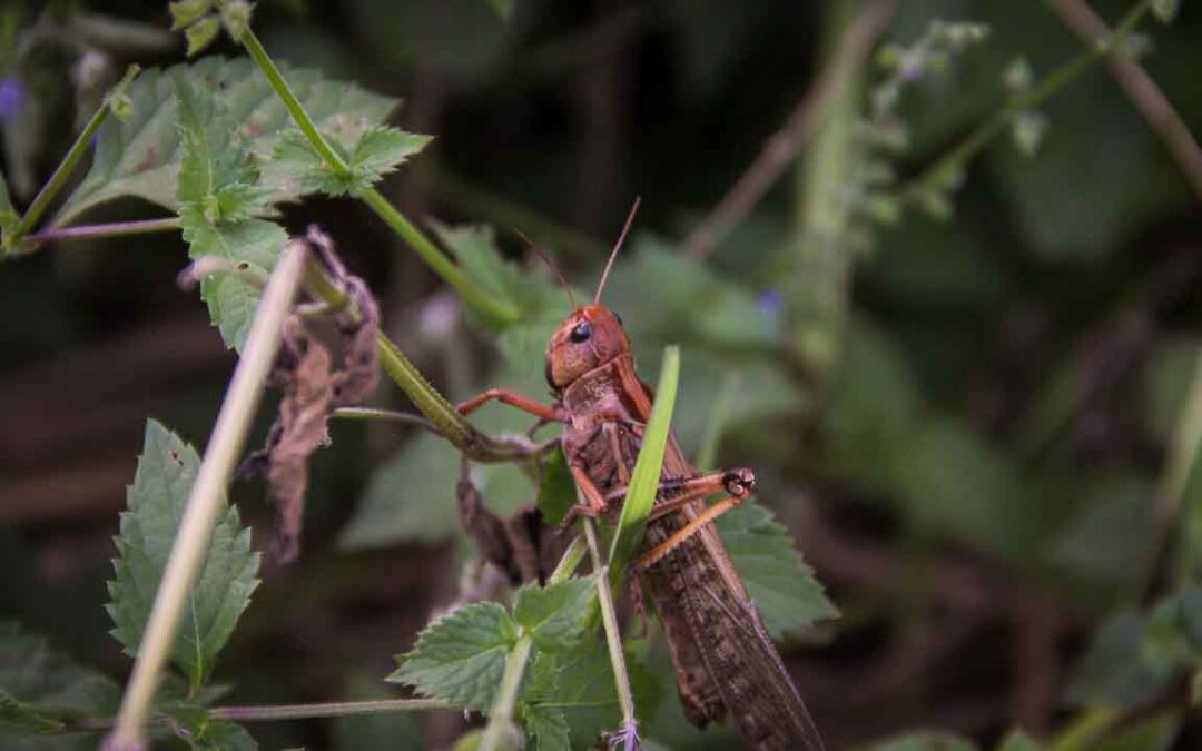 Grasshoppers destroy everything in their path and starve the villages.