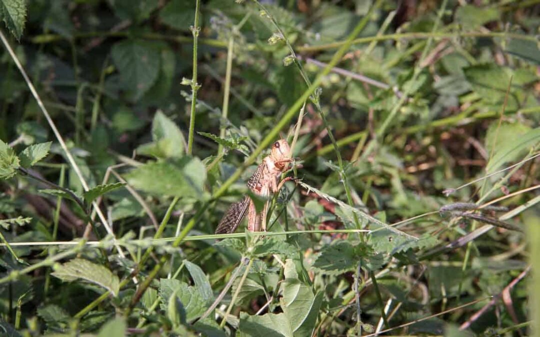 Grasshoppers destroy everything in their path and starve the villages.