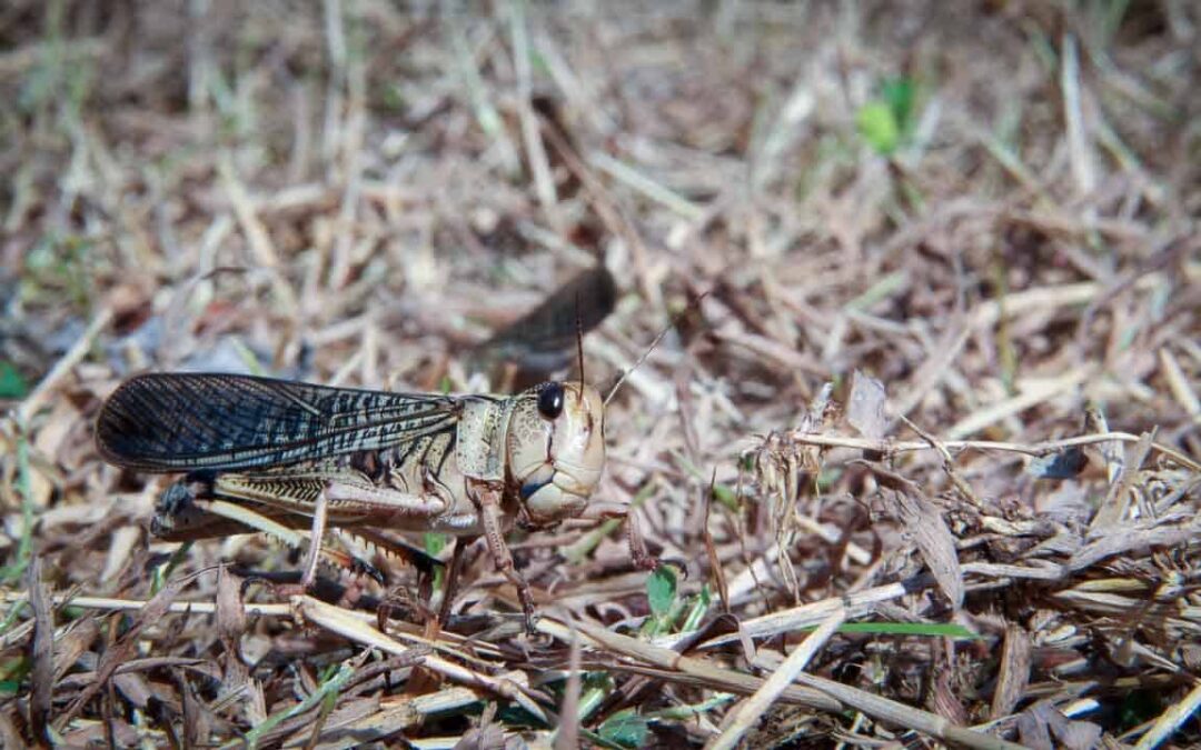 Grasshoppers destroy everything in their path and starve the villages.