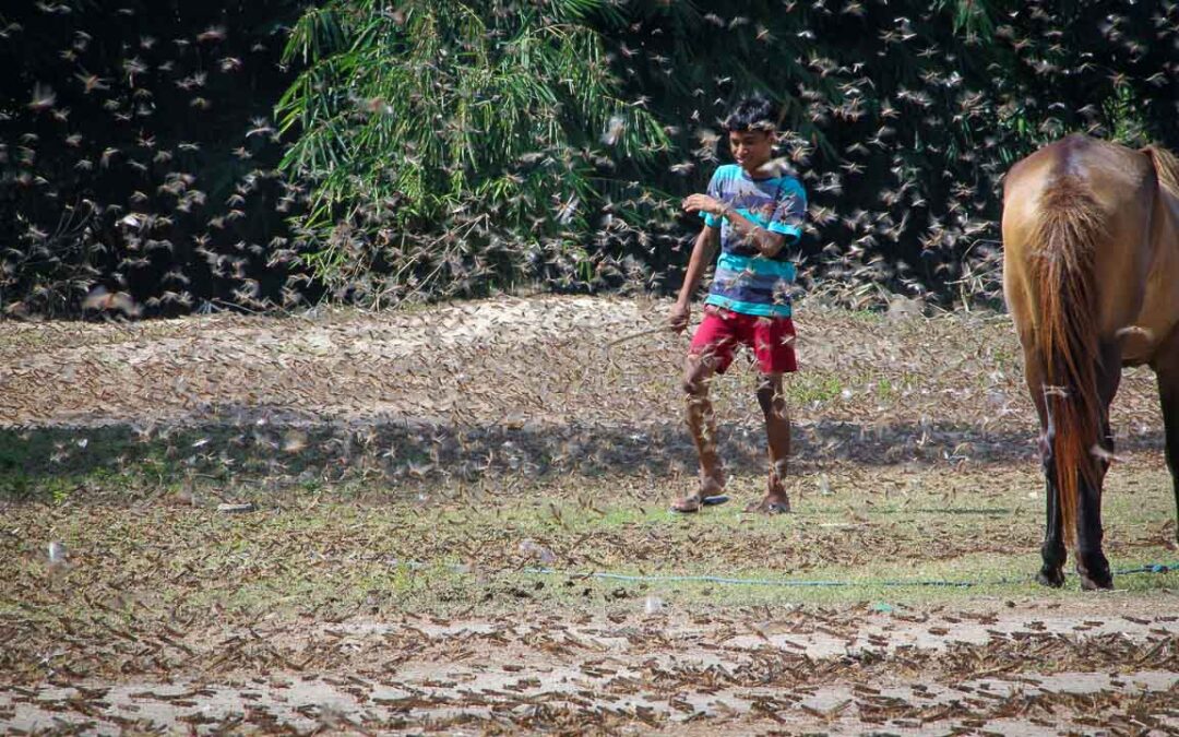 Grasshoppers destroy everything in their path and starve the villages.