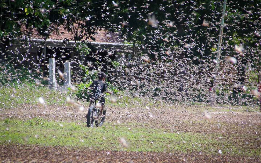 Grasshoppers destroy everything in their path and starve the villages.