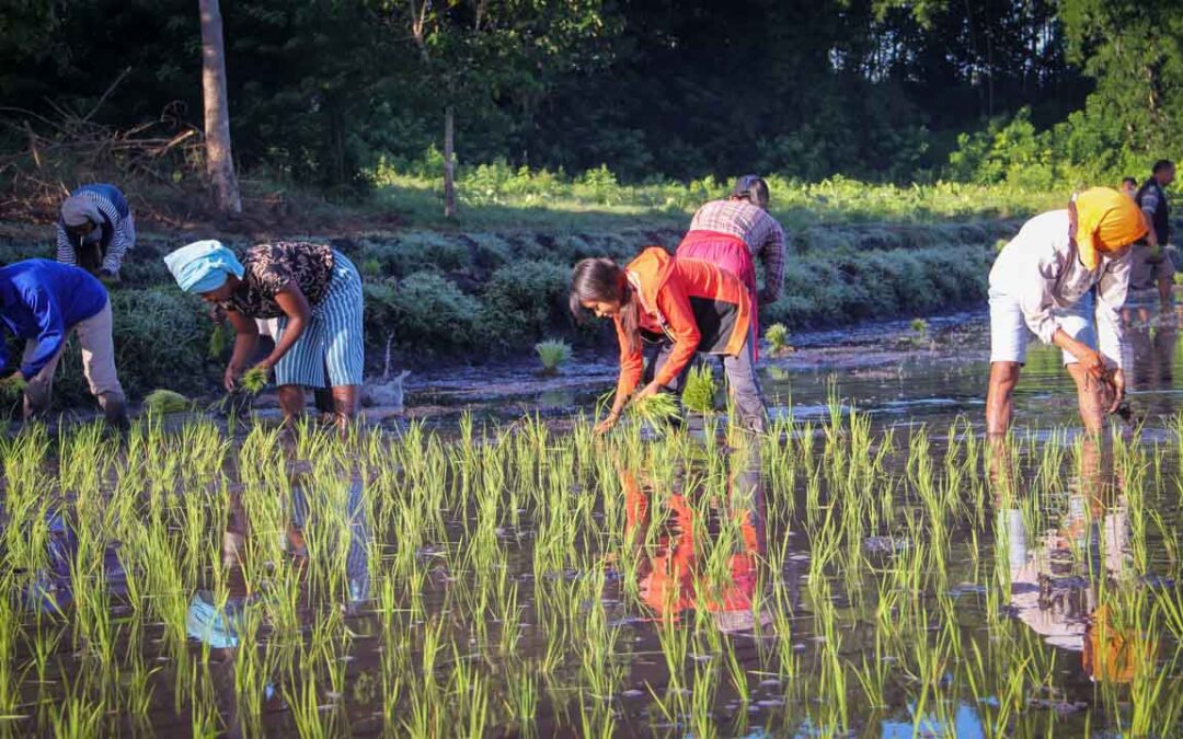 Work in the rice fields in Mbinudita