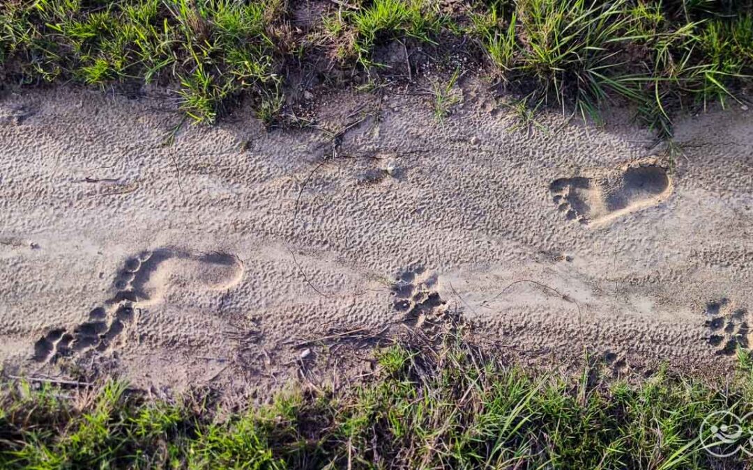 footprint-laindatang-dec-23-1280×720