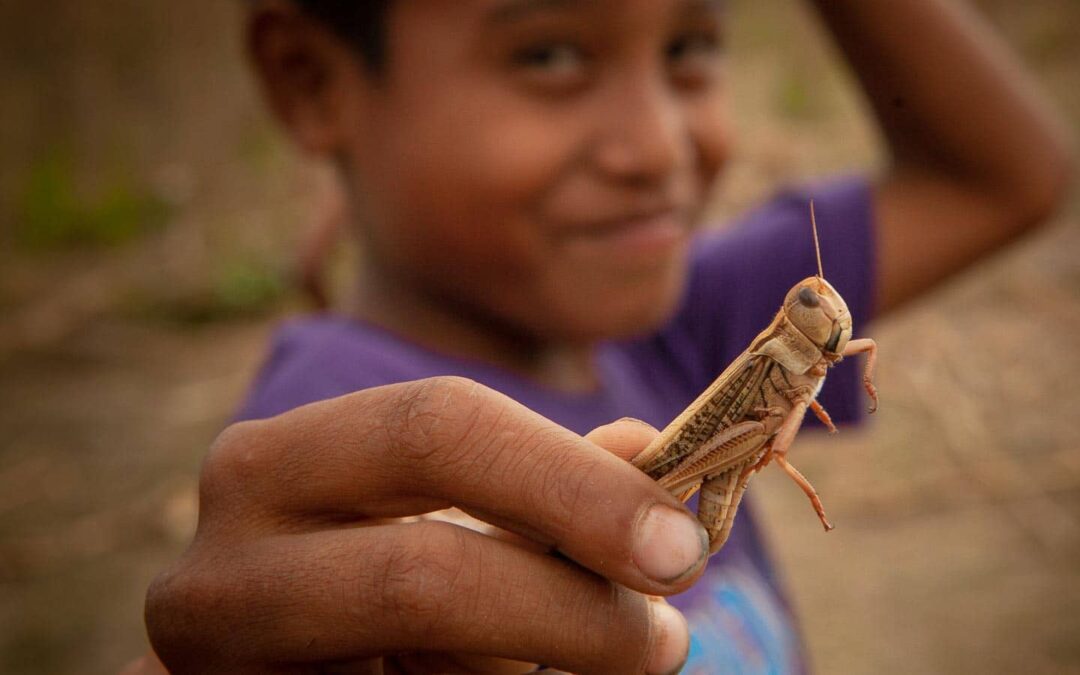 pest-sumba-news-180820-1920