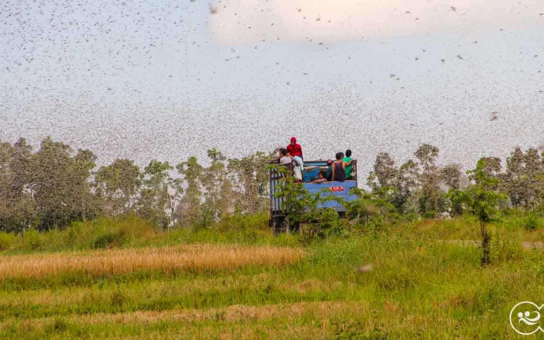 For more than five years pests have been destroying everything