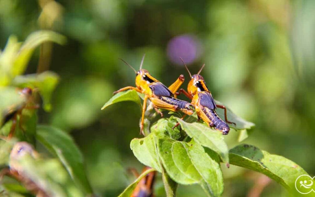 For more than five years pests have been destroying everything