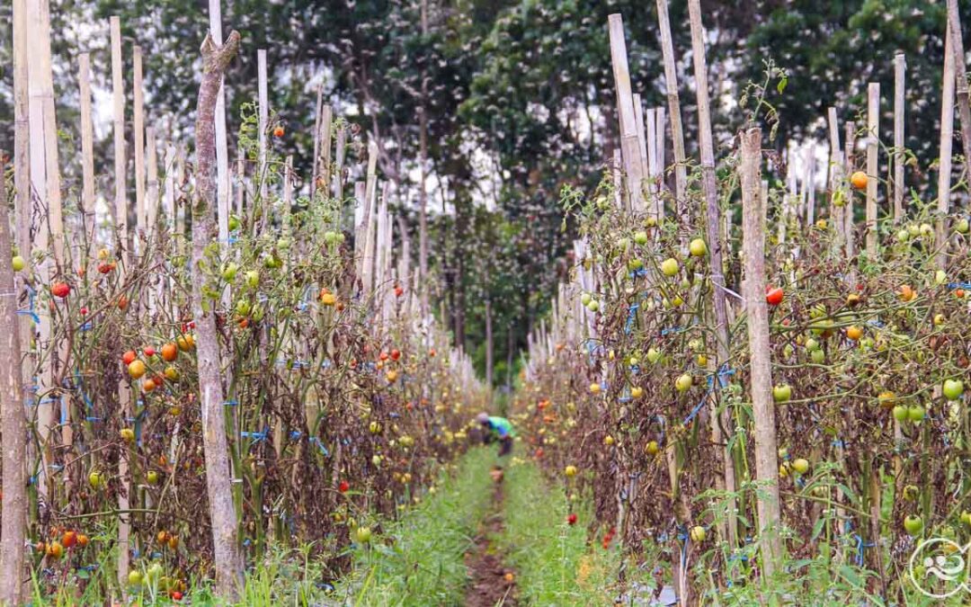 For more than five years pests have been destroying everything