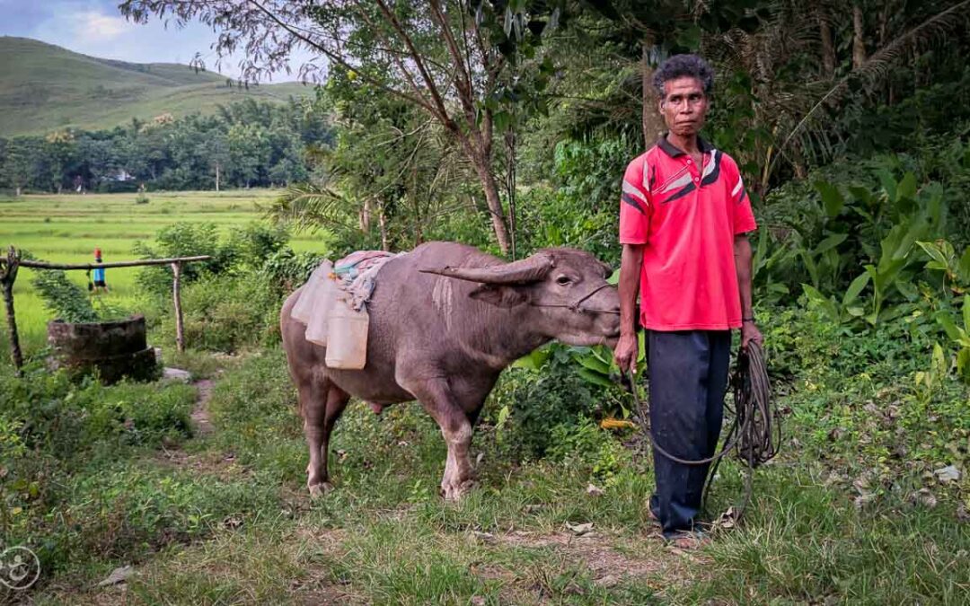 A prayer for water around a well in East Sumba