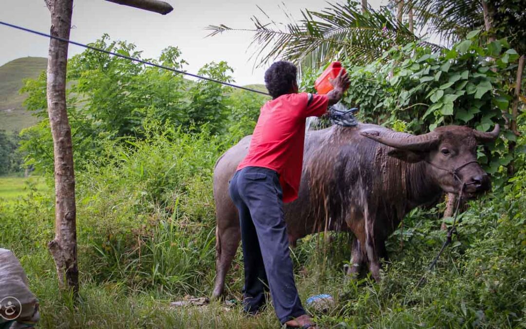 A prayer for water around a well in East Sumba