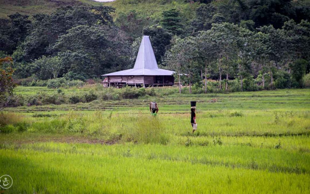 A prayer for water around a well in East Sumba