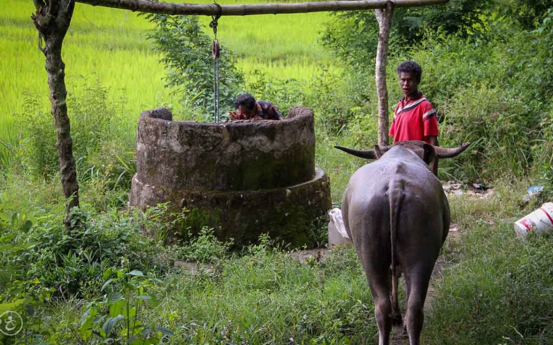 A prayer for water around a well in East Sumba