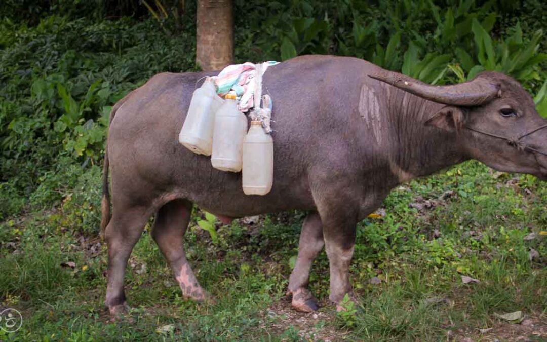 A prayer for water around a well in East Sumba