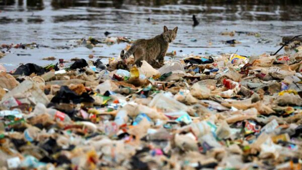 Cat standing among plastic waste on polluted shoreline in Indonesia showing environmental and public health risks.